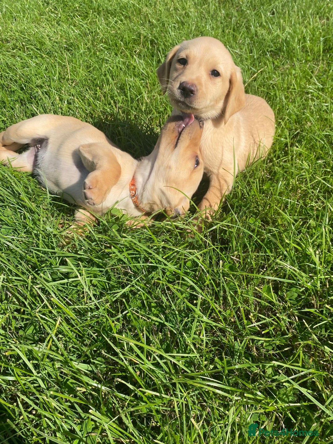 Labrador Retriever dogs for sale: Stunning Fox Red working Labrador bitch  - Image 1