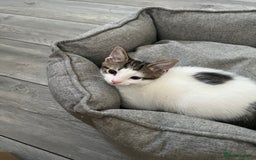 British Shorthair cats for sale: Playful kittens ready for loving homes - Image 7