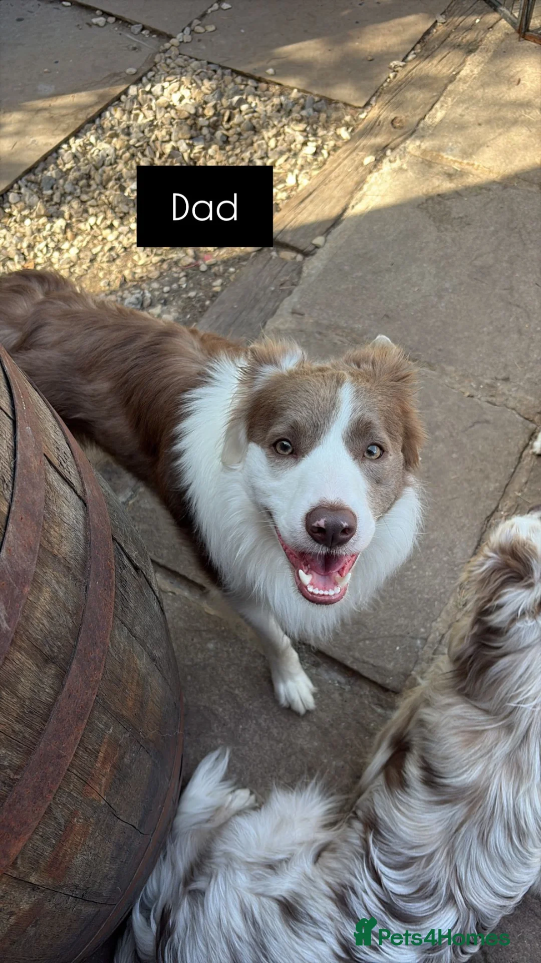 Border Collie dogs for sale: Beautiful Border collie puppies - Advert 11
