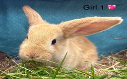 Dwarf Lop rabbits for sale: Dwarf lops ready for forever homes 15th November  - Image 7