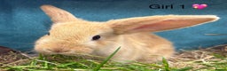 Dwarf Lop rabbits for sale: Dwarf lops Ready now 🐰♥️🐰  - Advert 7