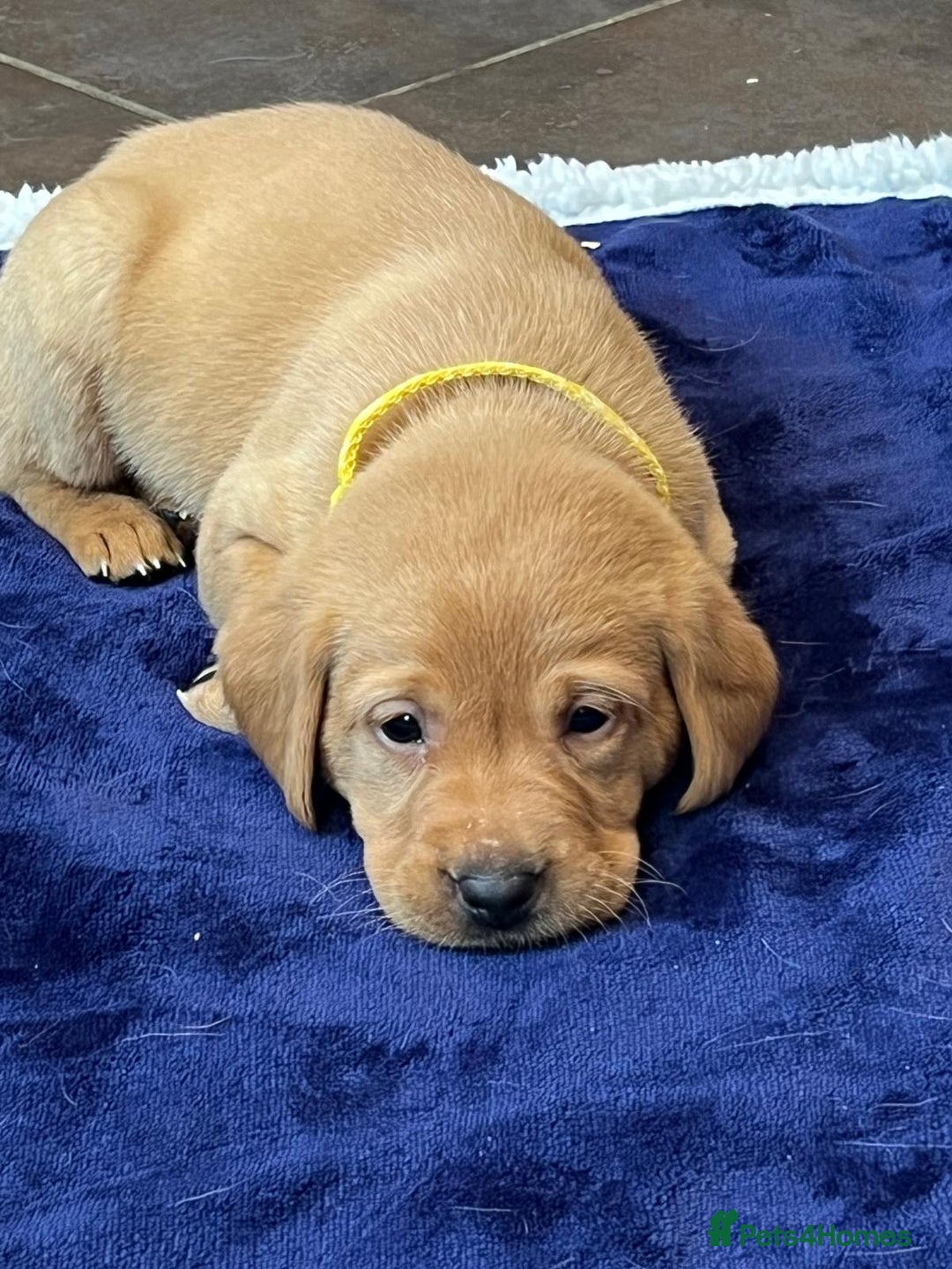 Labrador Retriever dogs for sale: Kennel Club Fox Red Labrador Puppies Health Tested - Advert 12