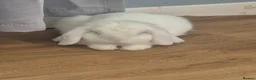 Mini Lop rabbits for sale: “Cute Mini Lop Bunny – Lucky” in Bolton - Advert 3