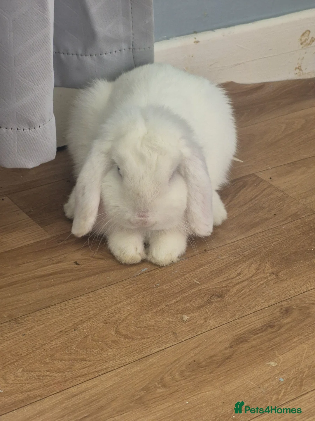 Mini Lop rabbits for sale: “Cute Mini Lop Bunny – Lucky” in Bolton - Advert 3
