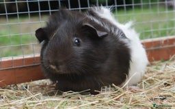 Guinea Pig rodents for sale: Baby girl and boy guinea pigs  - Image 2