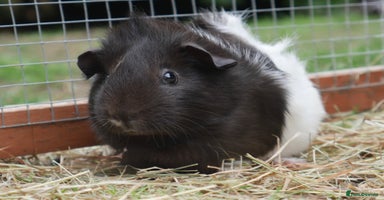 Guinea Pig rodents - Advert 6