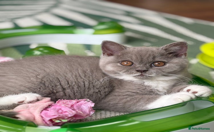 British Shorthair cats - Advert 3