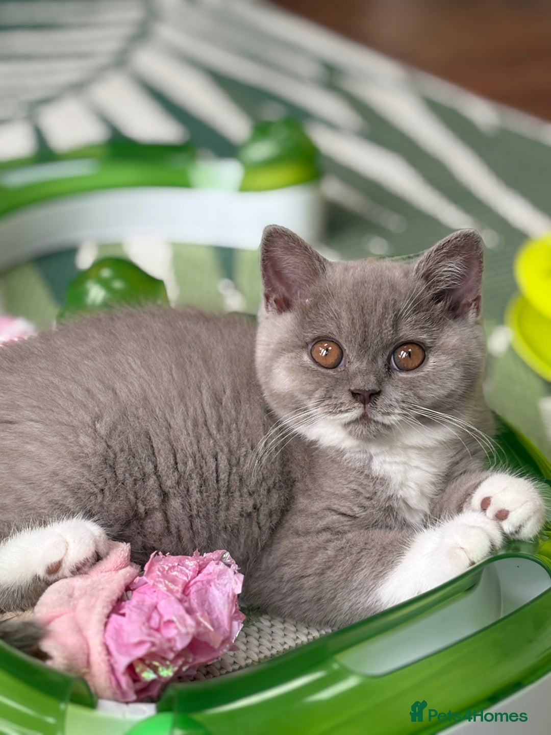 British Shorthair cats for sale: GGCF registered lilac bi kittens available  - Image 3