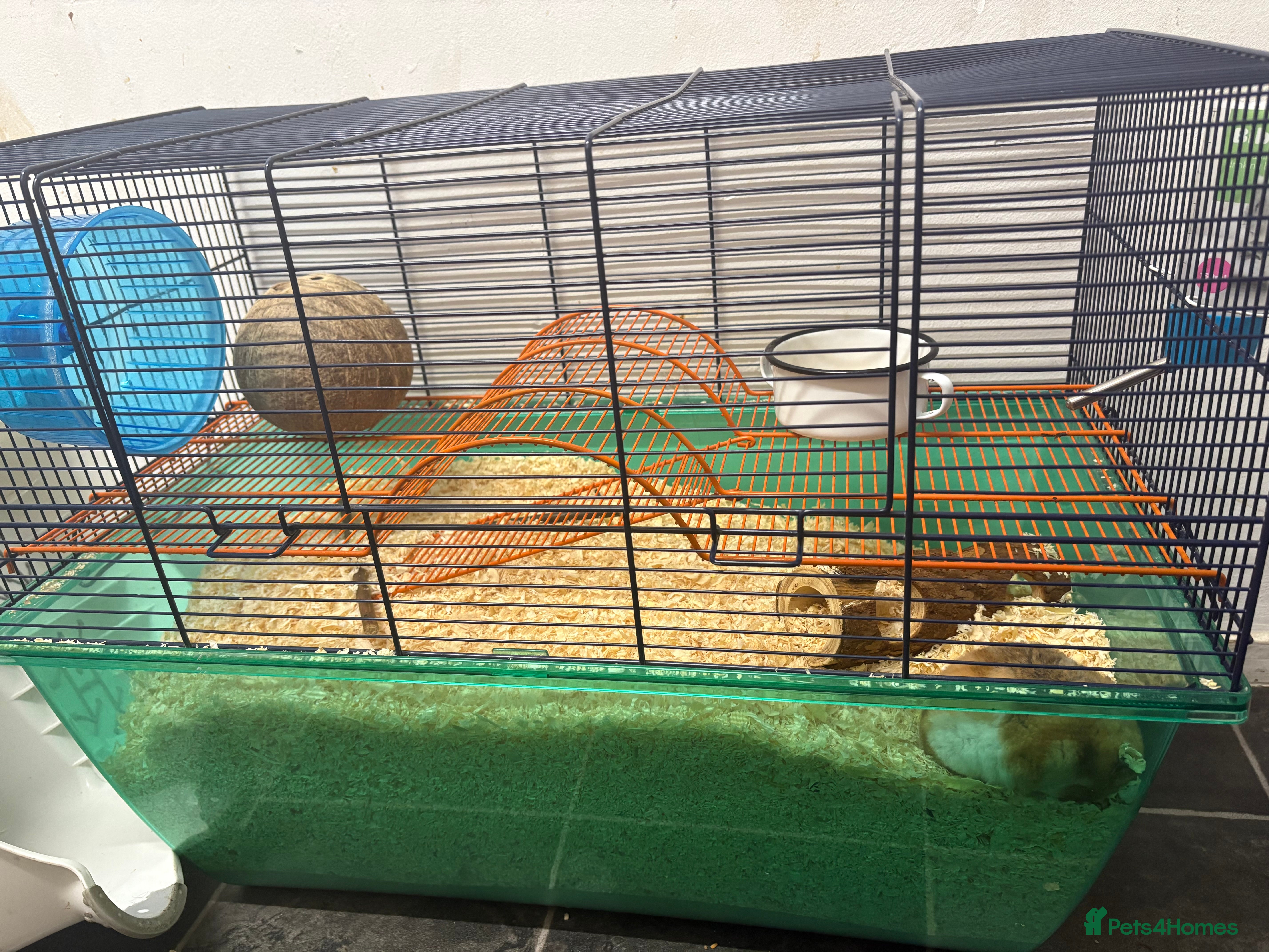 Hamster rodents Urgent Sale! Lovely, tame female hamster!! - Advert 2