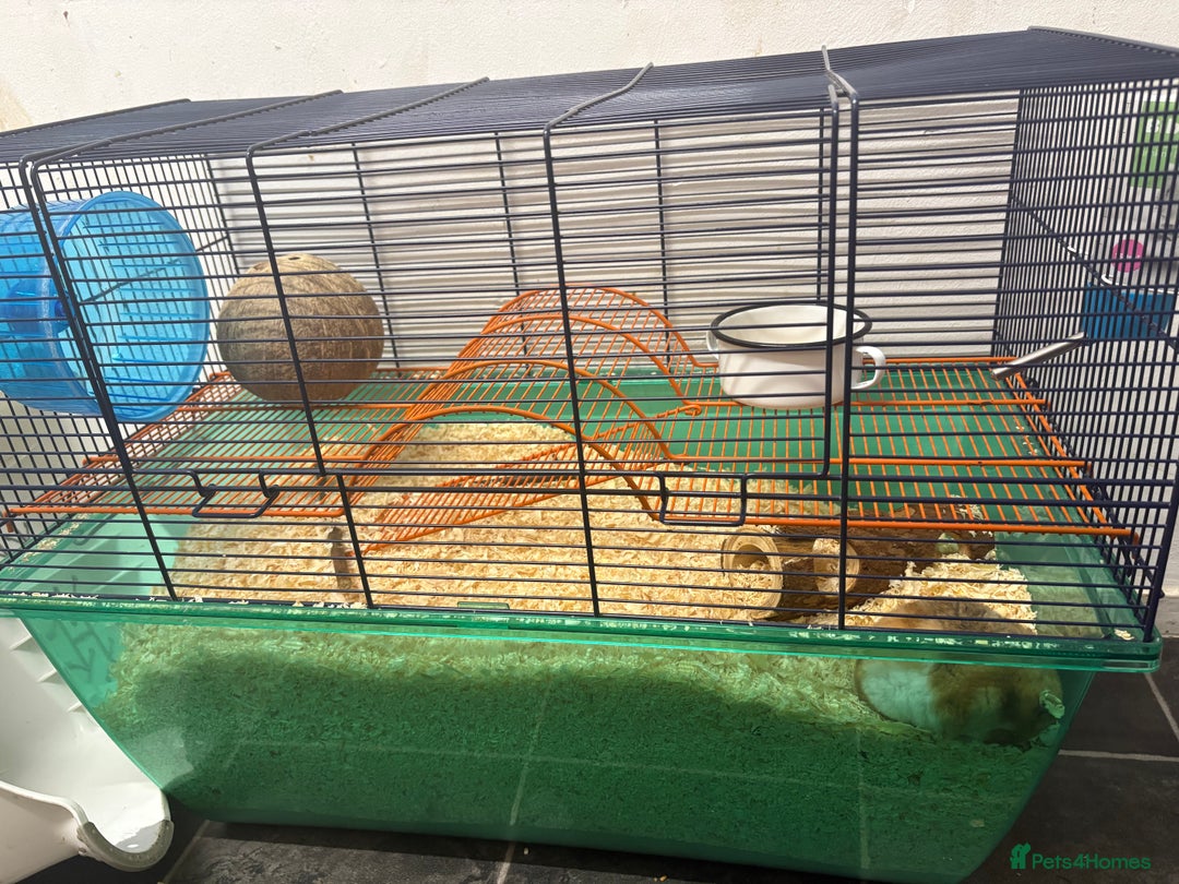 Hamster rodents for sale: Urgent Sale! Lovely, tame female hamster!! - Advert 1