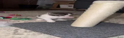 Domestic Shorthair cats for sale: Stunning little tabby/white girl kitten. - Advert 14
