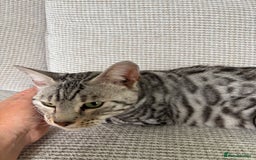 Toyger cats for sale: Superb rare silver Toyger girl  - Image 21