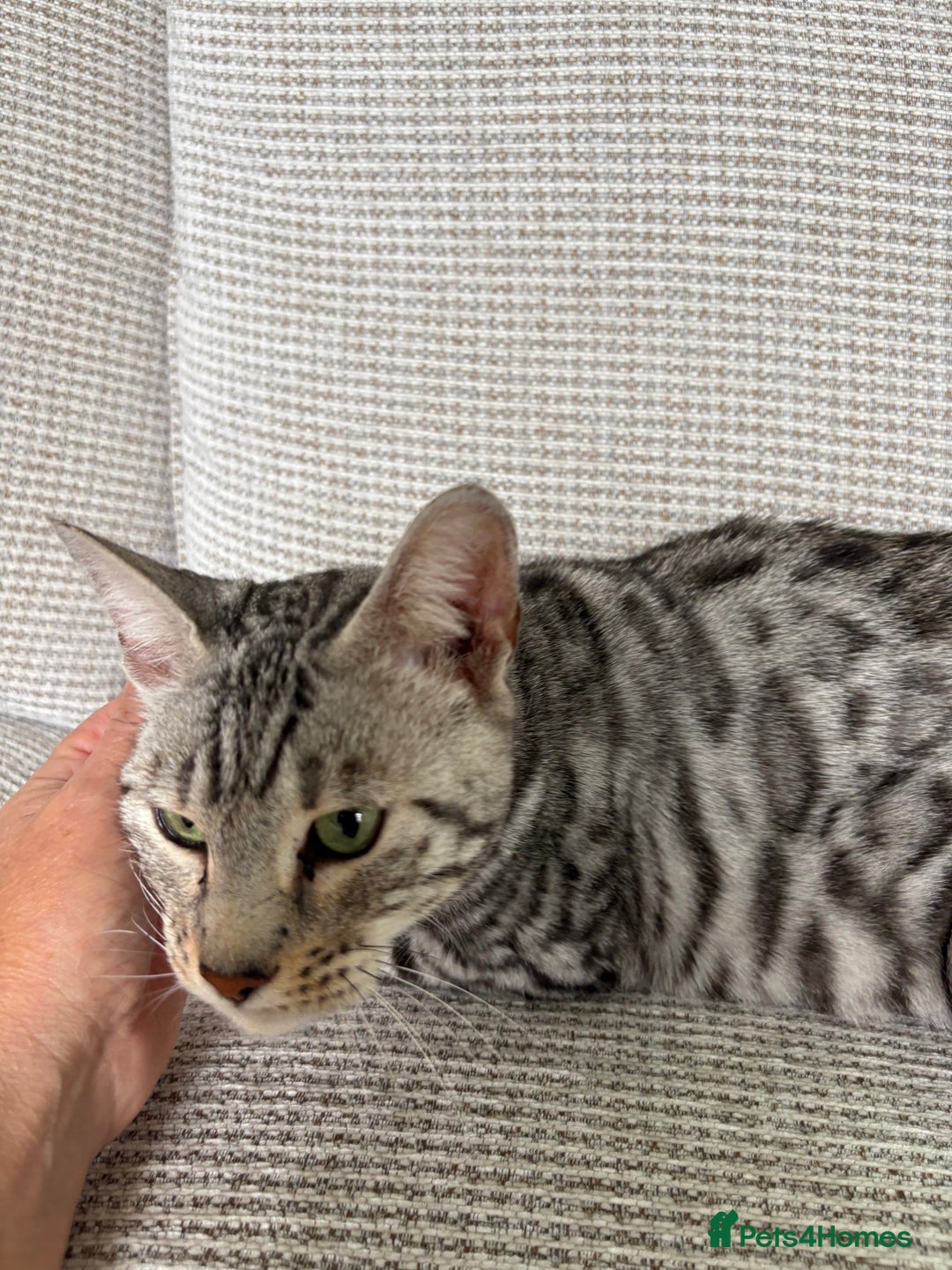 Toyger cats for sale: Superb rare silver Toyger girl  - Image 21