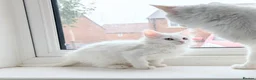 Turkish Angora cats for sale: Fluffy Turkish Angora Kitten - Advert 3