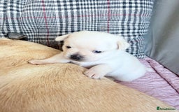 Mixed Breed dogs for sale: Adorable Pug x Pomeranian Puppies  - Image 26