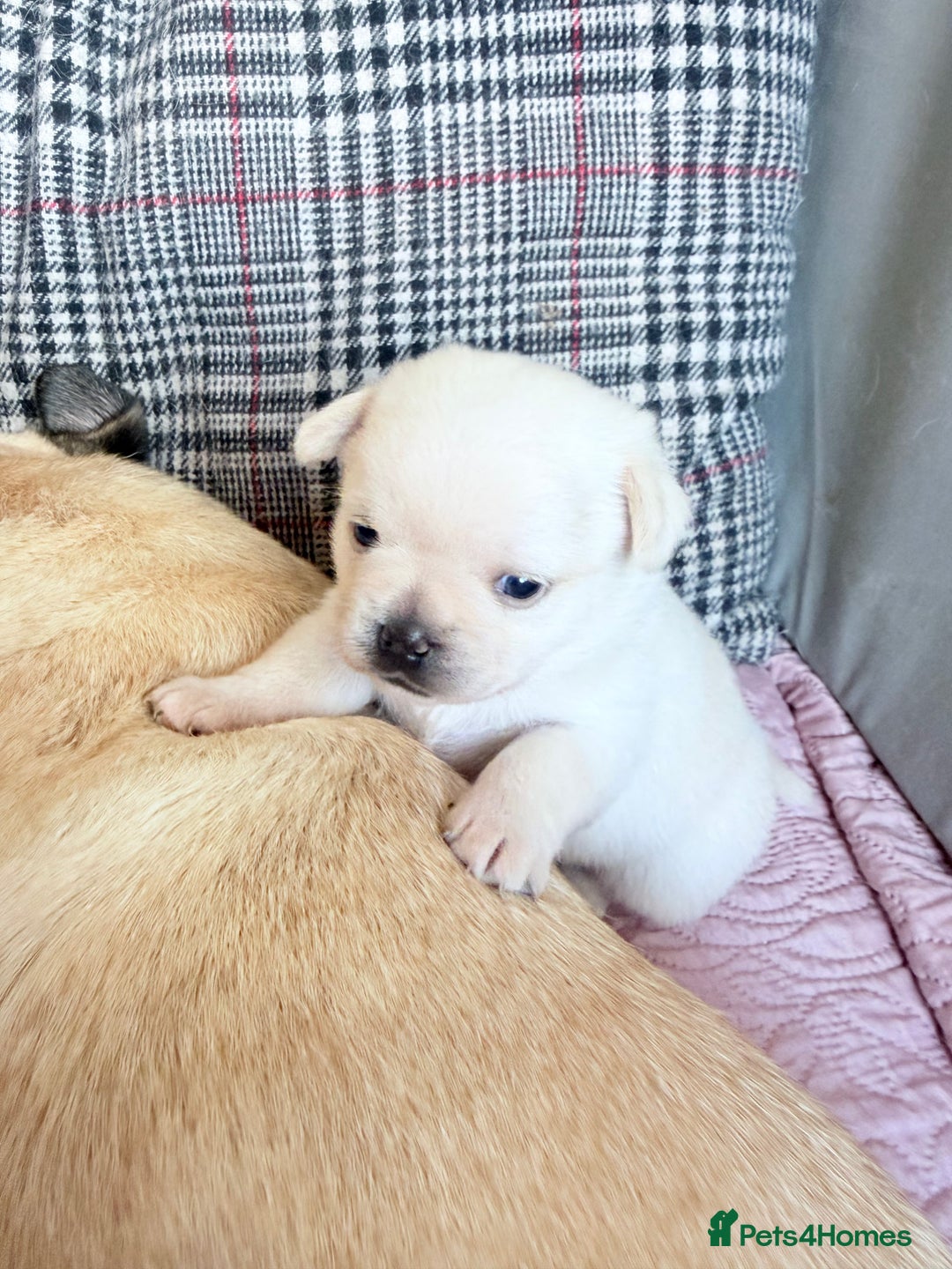 Mixed Breed dogs for sale: Adorable Pug x Pomeranian Puppies  - Image 26