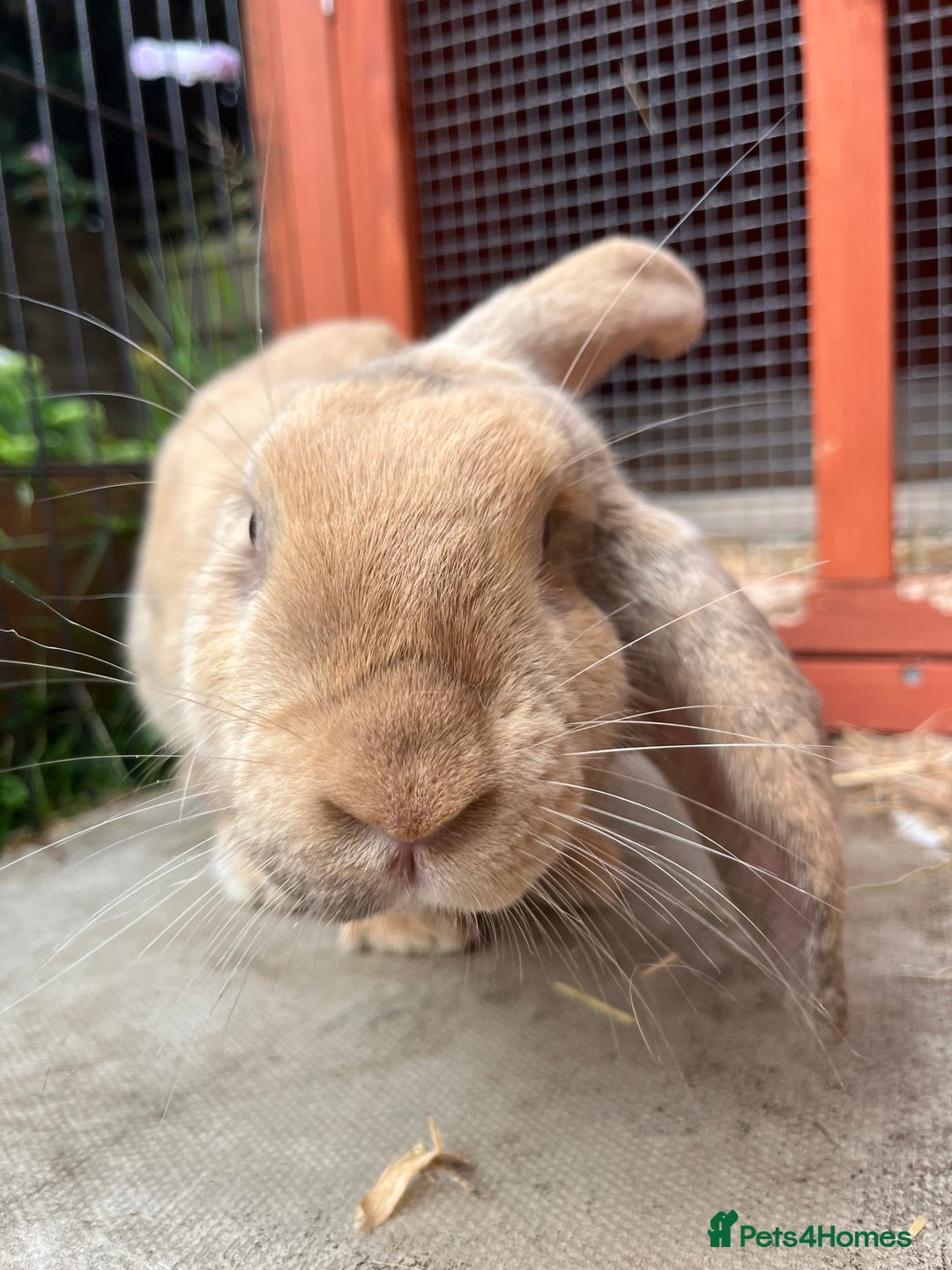 English Lop rabbits for sale: Flopsy English Lop, hutch and toys! - Image 4