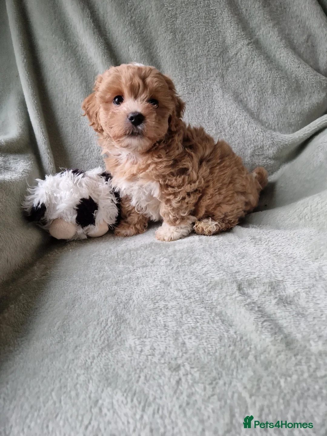 Maltipoo dogs for sale: Absolutely stunning maltipoo puppies  - Advert 11