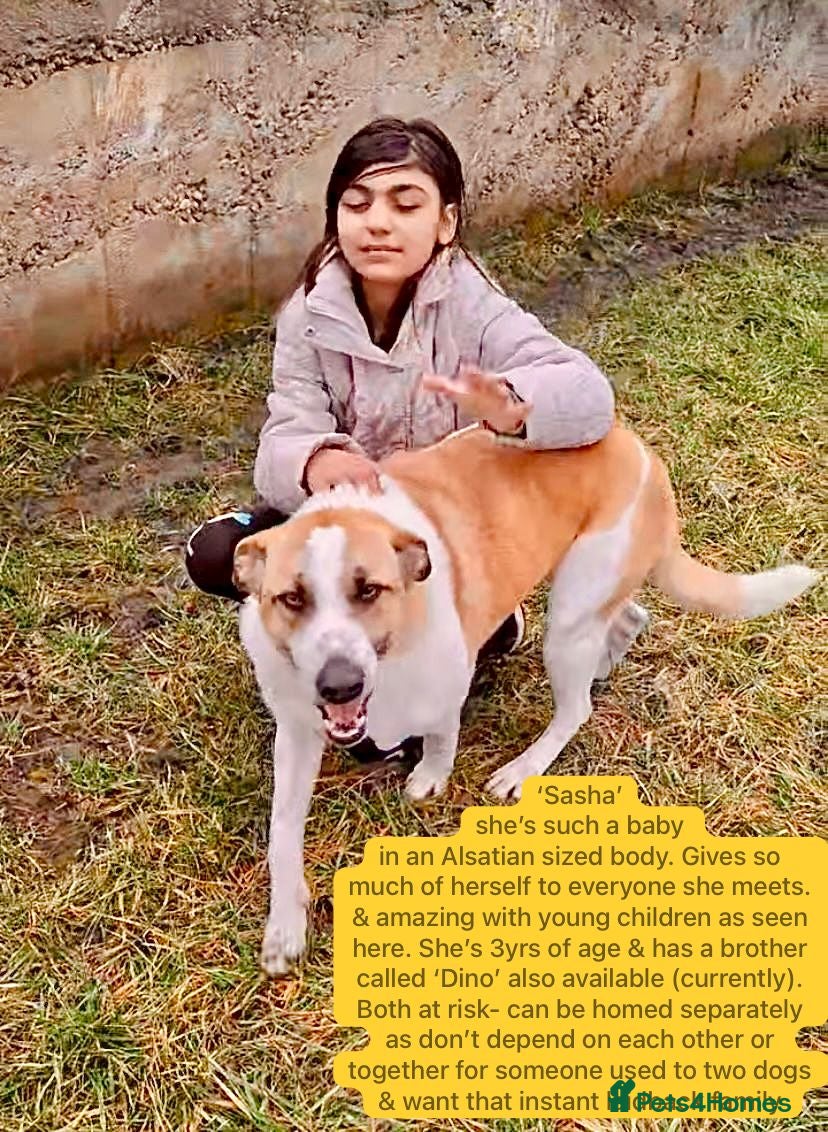 Mixed Breed dogs Sasha. 3 yrs approx. Available for adoption. - Advert 1