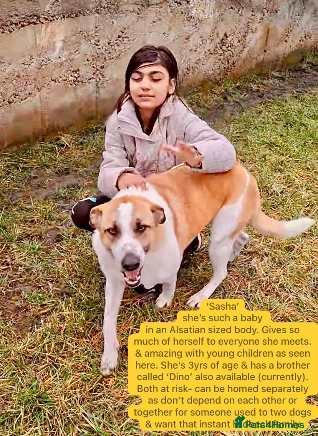 Mixed Breed dogs for adoption: Sasha. 3 yrs approx. Available for adoption. - Advert 1