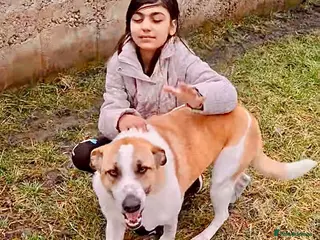 Mixed Breed dogs Sasha. 3 yrs approx. Available for adoption. - Advert 1