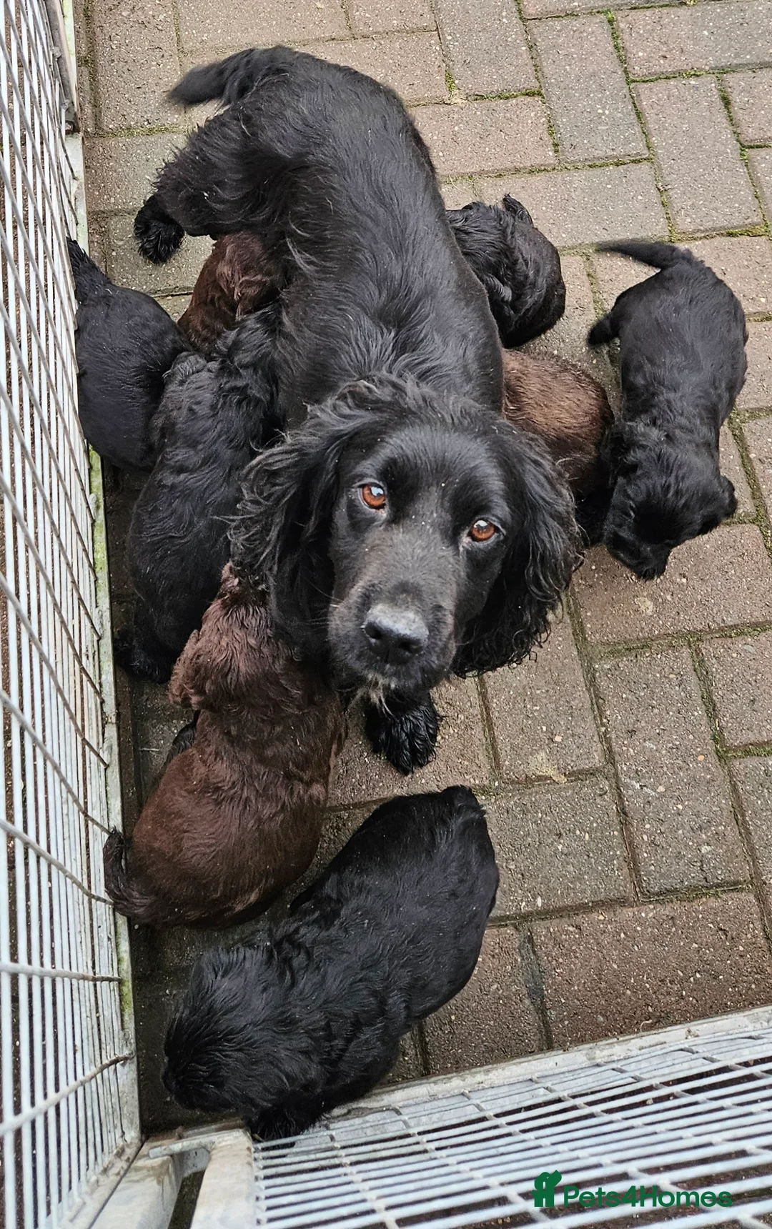 Cocker Spaniel dogs for sale: Cocker spaniel pups - Advert 2