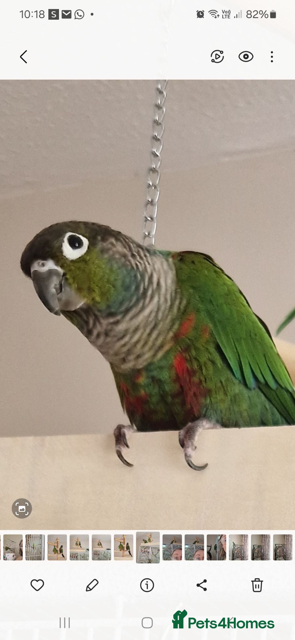 Conures birds Conure - please read description  - Advert 4