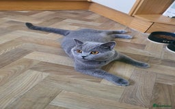 British Shorthair cats for sale: British Shorthair kittens  - Image 8