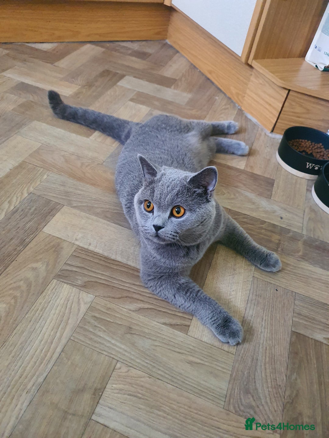 British Shorthair cats for sale: British Shorthair kittens  - Image 8