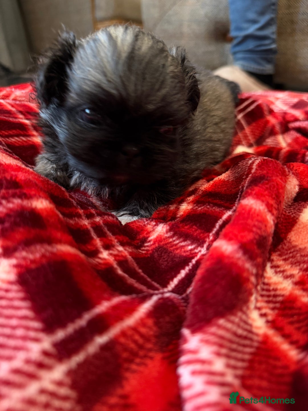 Pekingese dogs for sale: Kc Pekingese  - Advert 4