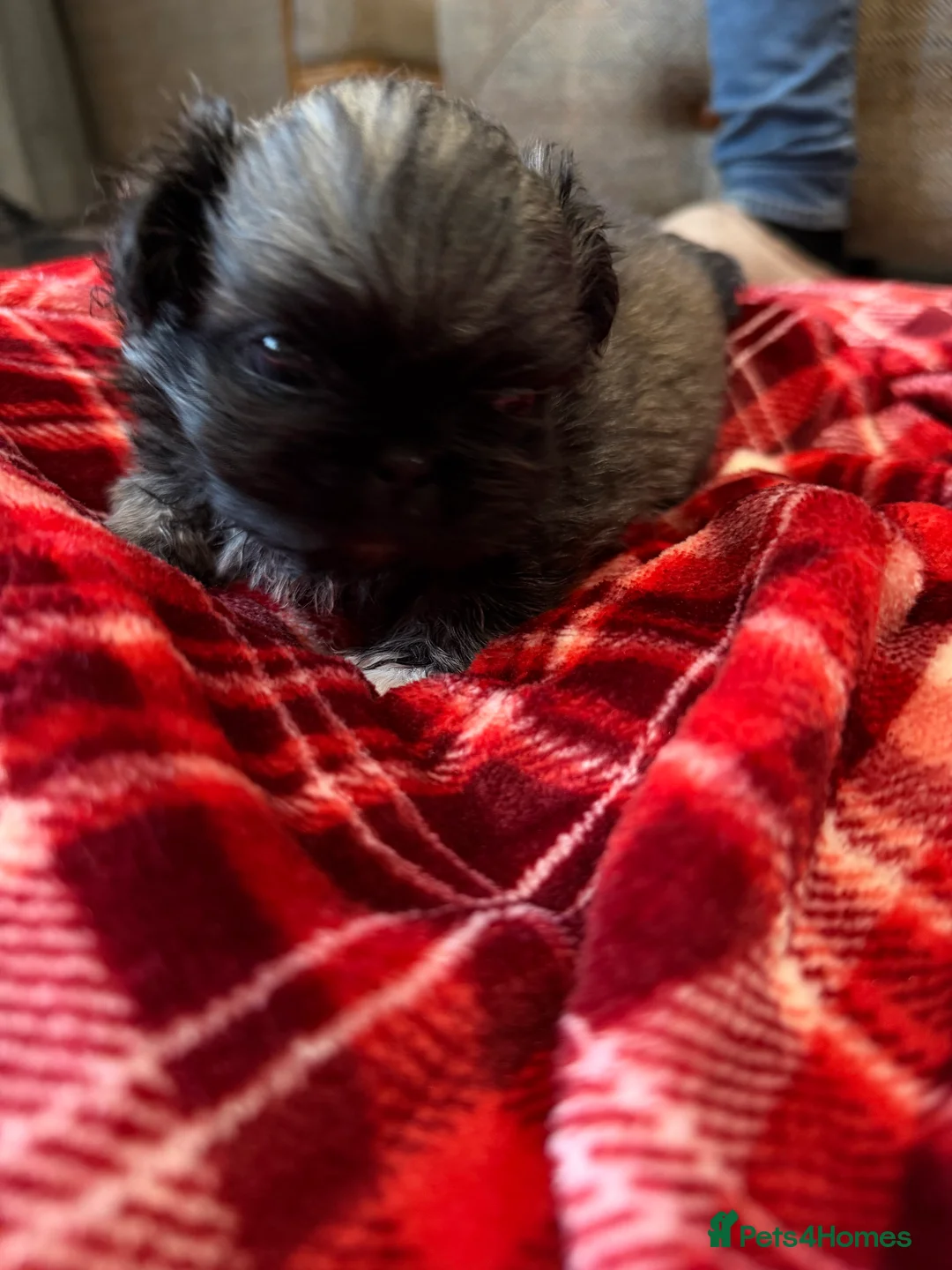 Pekingese dogs for sale: Kc Pekingese  - Advert 3