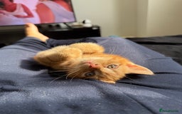 Domestic Shorthair cats for sale: 15 week old Kitten - Image 1