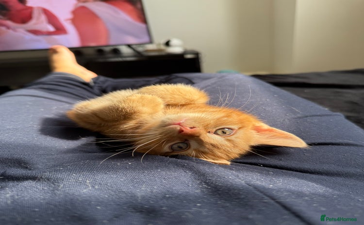 Domestic Shorthair cats - Advert 3
