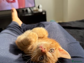 Domestic Shorthair cats - Advert 42