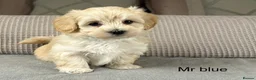 Maltipoo dogs for sale: A BEAUTIFUL ARRAY OF COLOURS AND LOVELINESS  - Advert 32