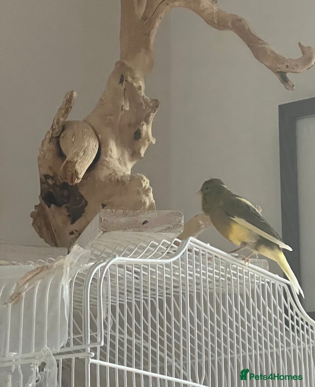 Canaries birds for sale: Male canary - Image 4