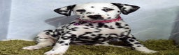 Dalmatian dogs for sale: Show Line LUA KC Dalmatian Puppies - Licensed - Advert 17