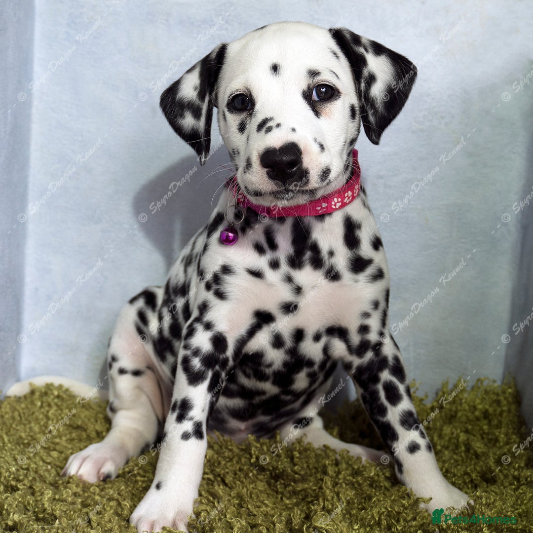 Dalmatian dogs for sale: Show Line LUA KC Dalmatian Puppies - Licensed - Advert 17
