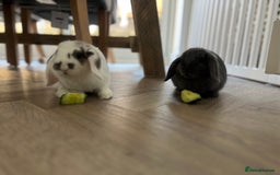 Mini Lop rabbits for sale: Rehoming Two Mini Lops - Image 10