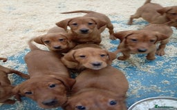 Labrador Retriever dogs for sale: Kc reg fox red working Labradors  - Image 3