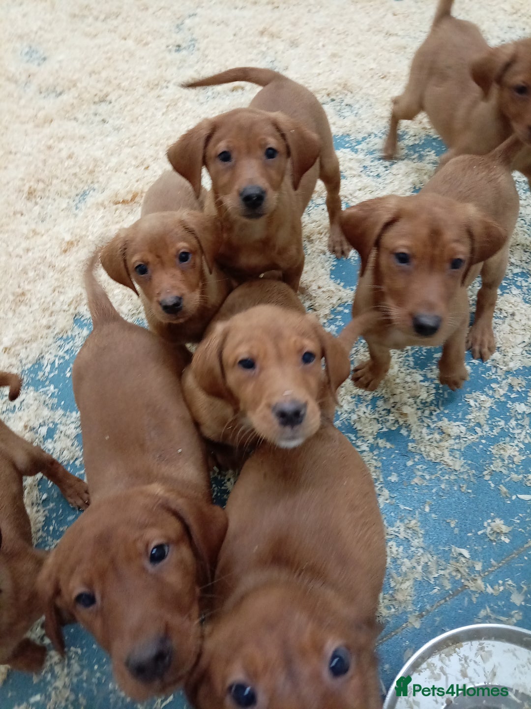Labrador Retriever dogs for sale: Kc reg fox red working Labradors  - Image 3