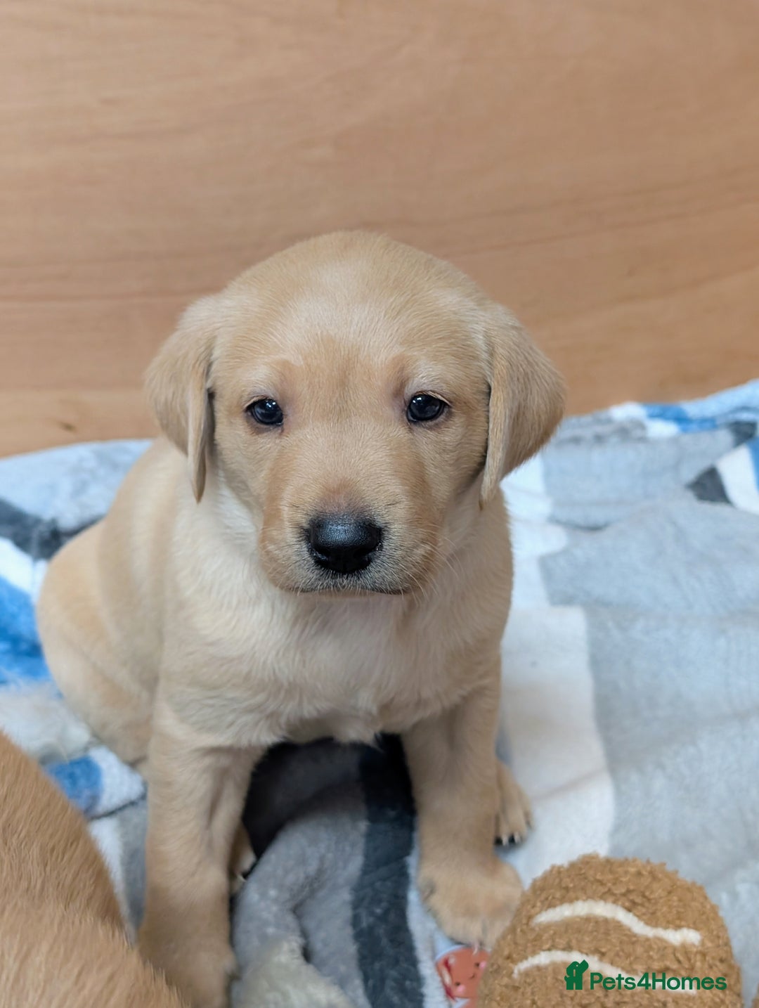 Labrador Retriever dogs for sale: Fosterwold Yellow/red Labrador pups - Image 5