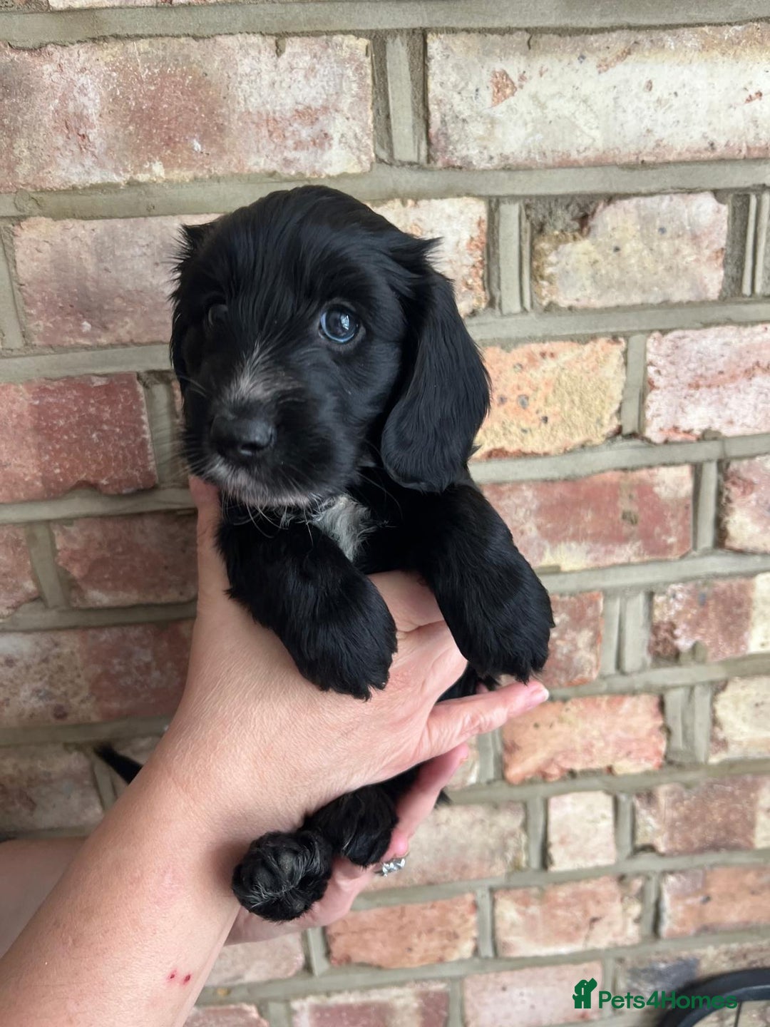 Cockapoo dogs for sale: Exceptional cockapoo pups- 1 Boy, 1 Girl left!! - Image 38