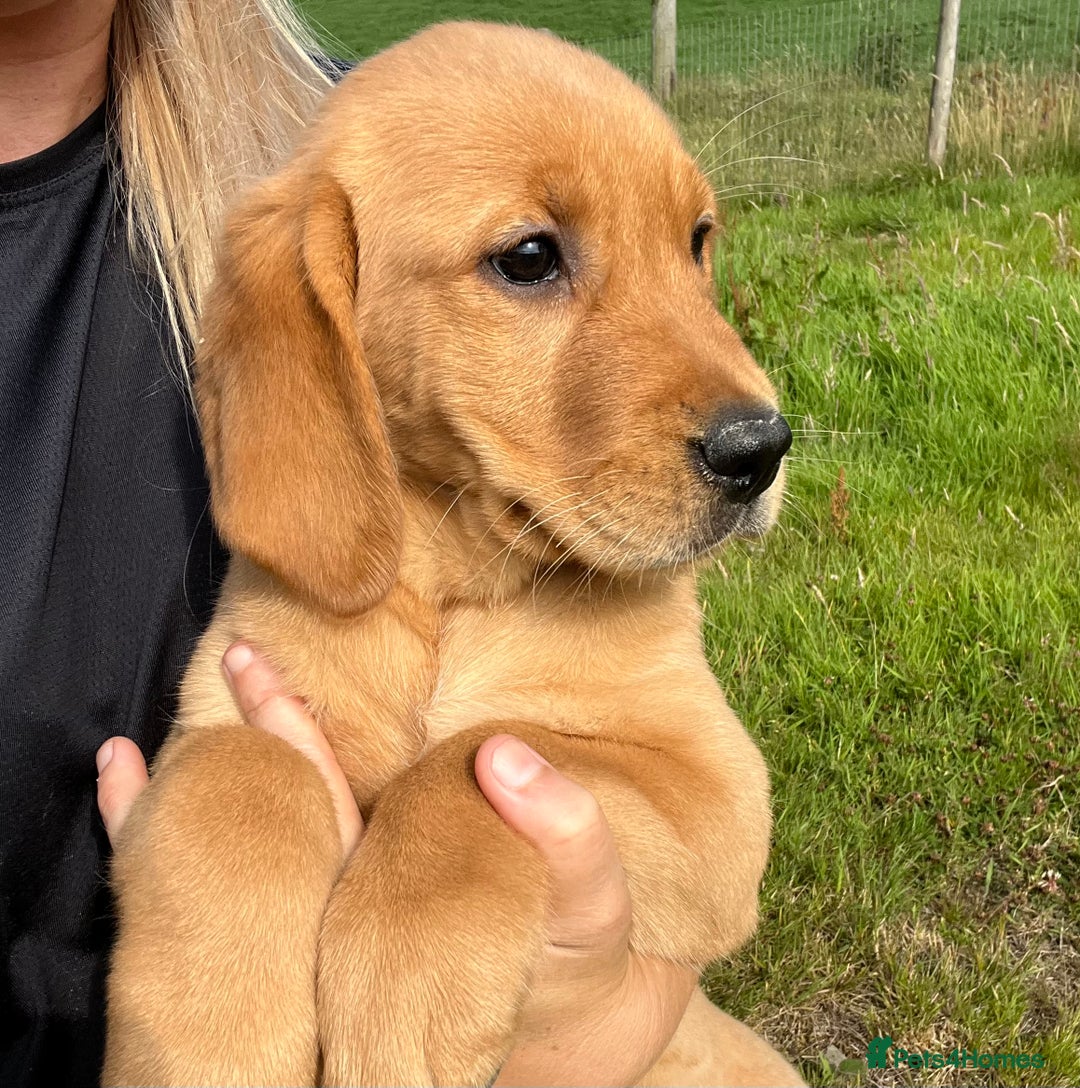 Goldador dogs for sale: Beautiful Chunky Goldador Puppies - Image 12