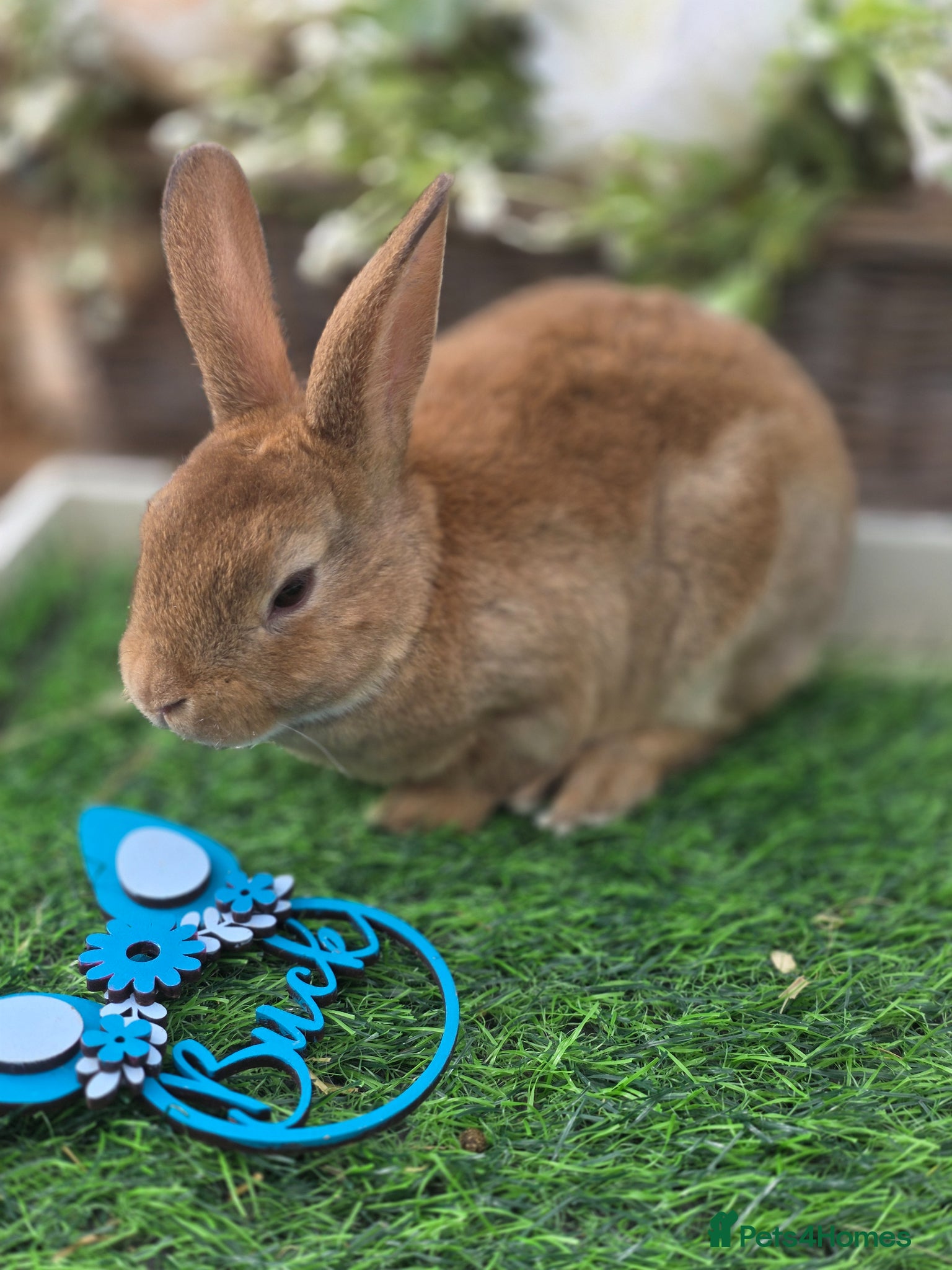 Rex rabbits Cinnamon Mini Rex BUCK Ready For Reserve. - Advert 17