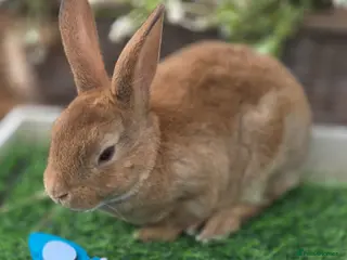 Rex rabbits Cinnamon Mini Rex BUCK Ready For Reserve. - Advert 17