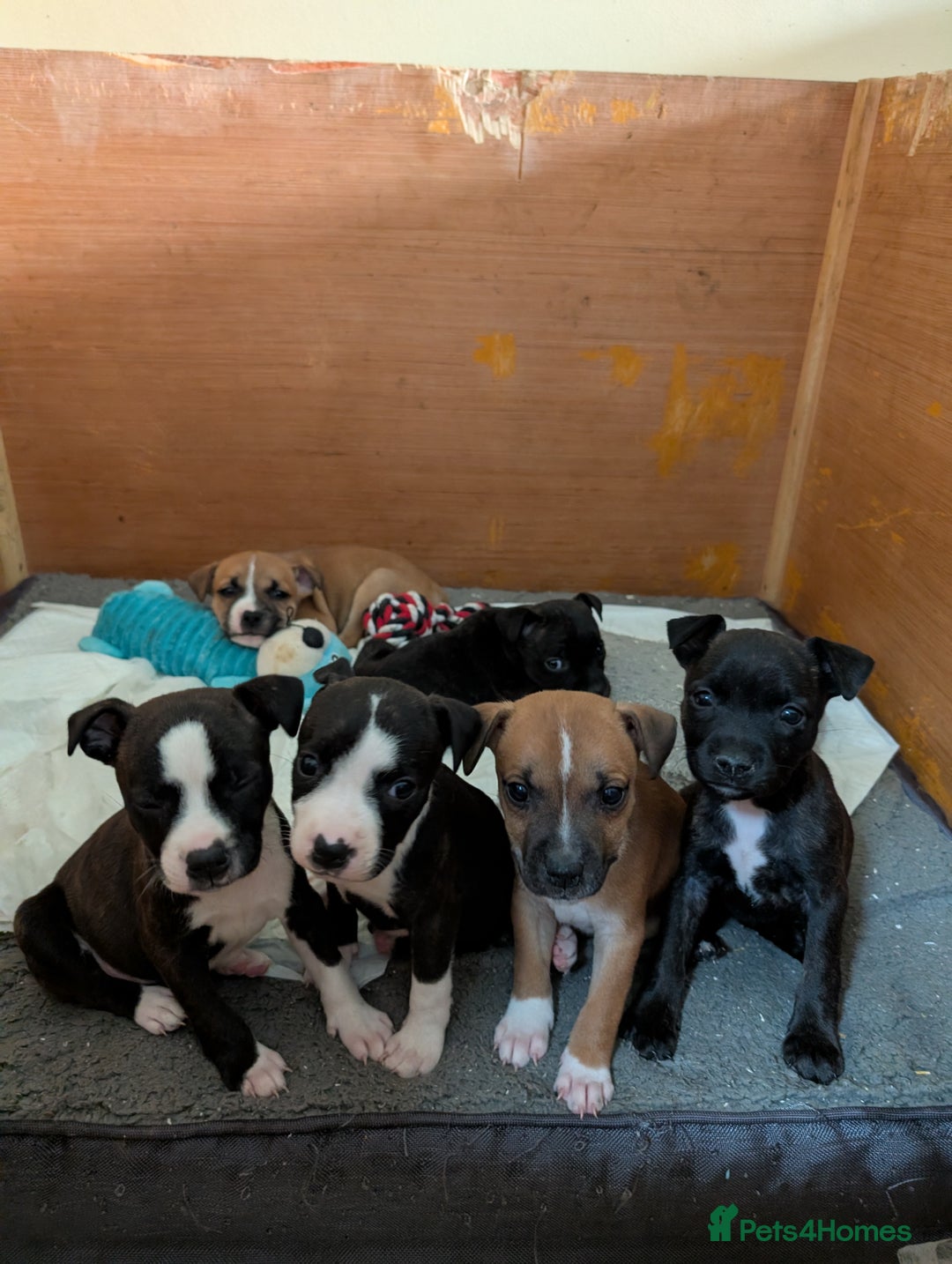 Staffordshire Bull Terrier dogs for sale: Stunning Staffordshire bull terrier puppies  - Advert 16