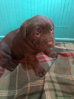 Labrador Retriever dogs - Advert 8