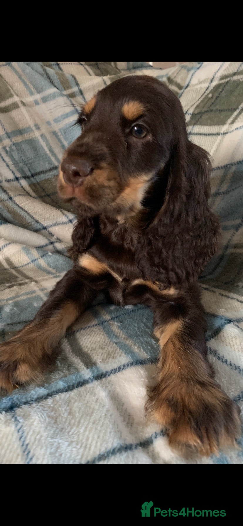 Cocker Spaniel dogs Show type cocker spaniel puppy’s  - Advert 1
