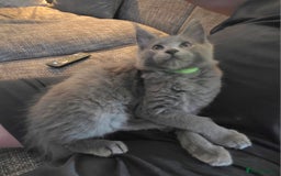 Maine Coon cats for sale: Maine coon pedigree kittens  - Image 5